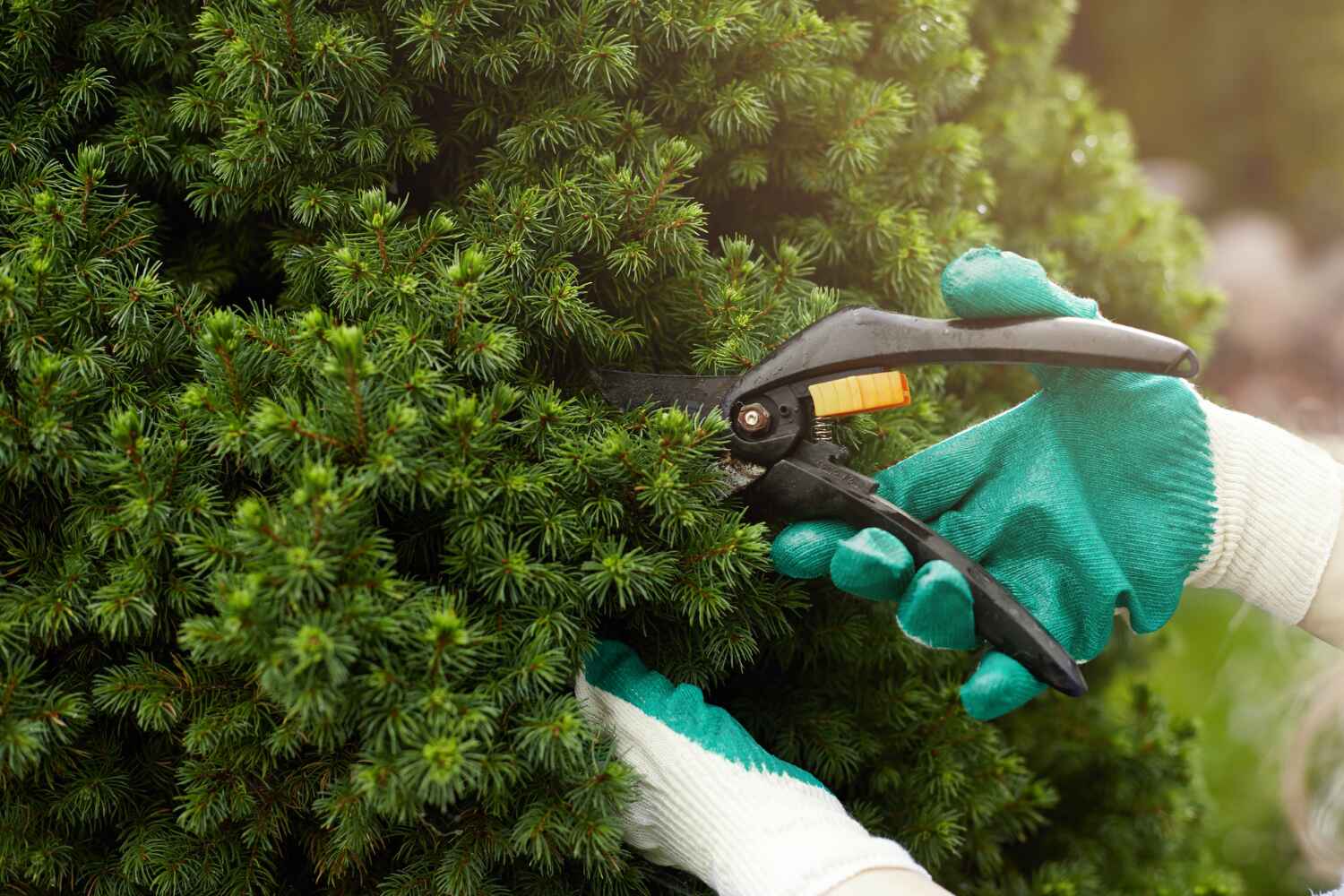 Best Tree Care Services  in USA